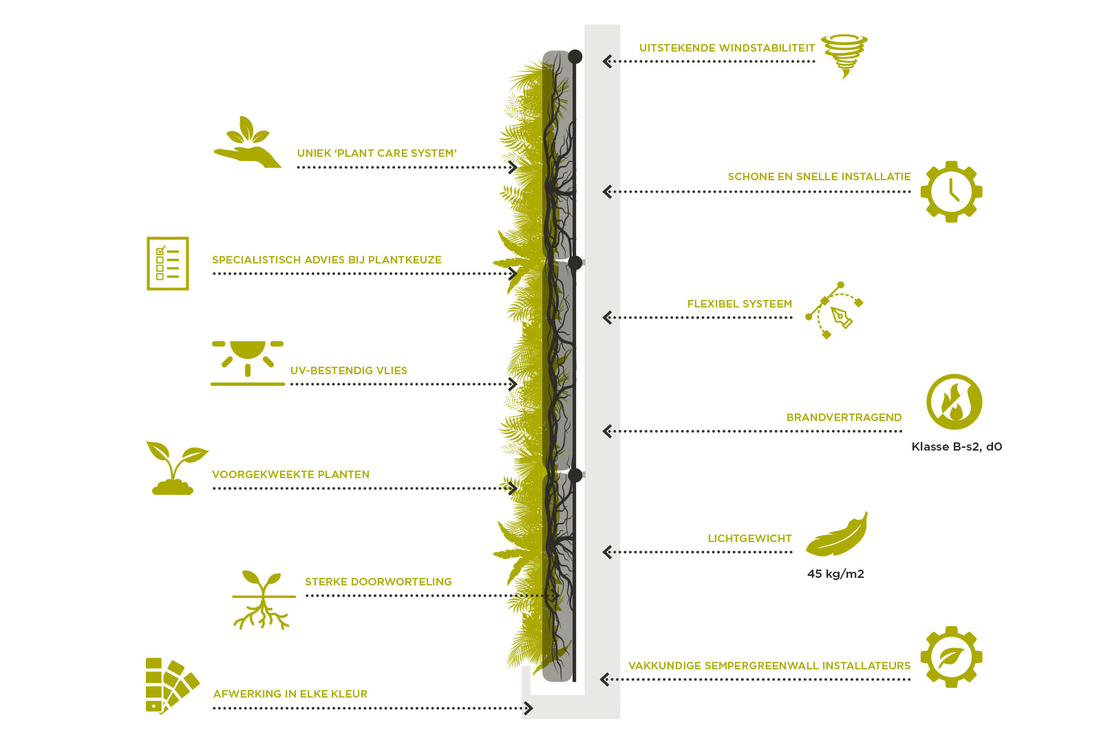 doorsnede sempergreenwall